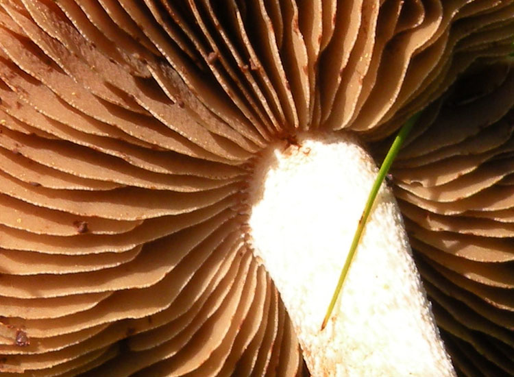 Funghi dei prati trentini